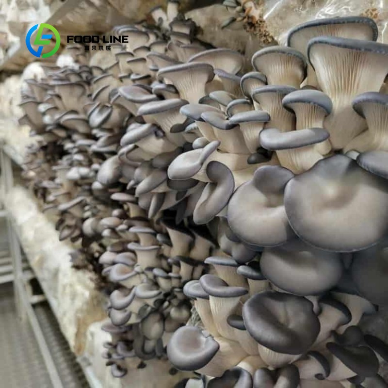 Modulare Container-Farm für In – Hydroponic Farming Agriculture Bewertung und Preis