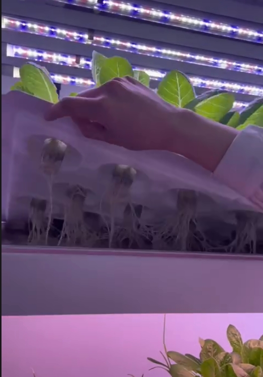 Vertikales Hydroponik-Turmsyst – Hydroponic Farming Agriculture Bewertung und Preis