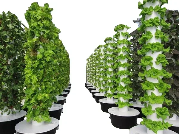 Landwirtschaftliche Gewächshäu – Hydroponic Farming Agriculture Bewertung und Preis