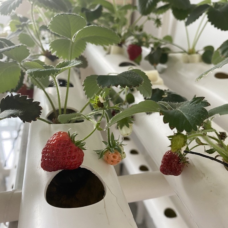 Hydroponisches Kanalsystem PVC – Hydroponic Farming Agriculture Bewertung und Preis
