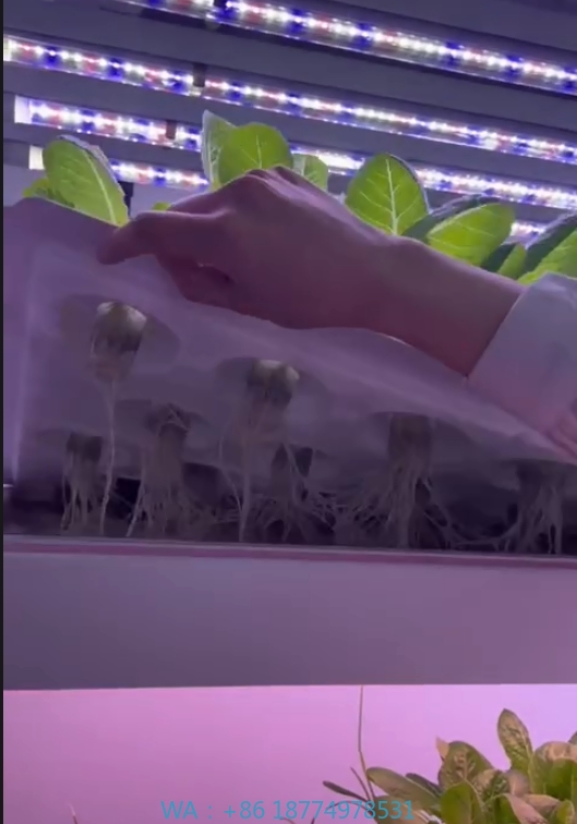 f Gewächshaus, landwirtschaftl – Hydroponic Farming Agriculture Bewertung und Preis