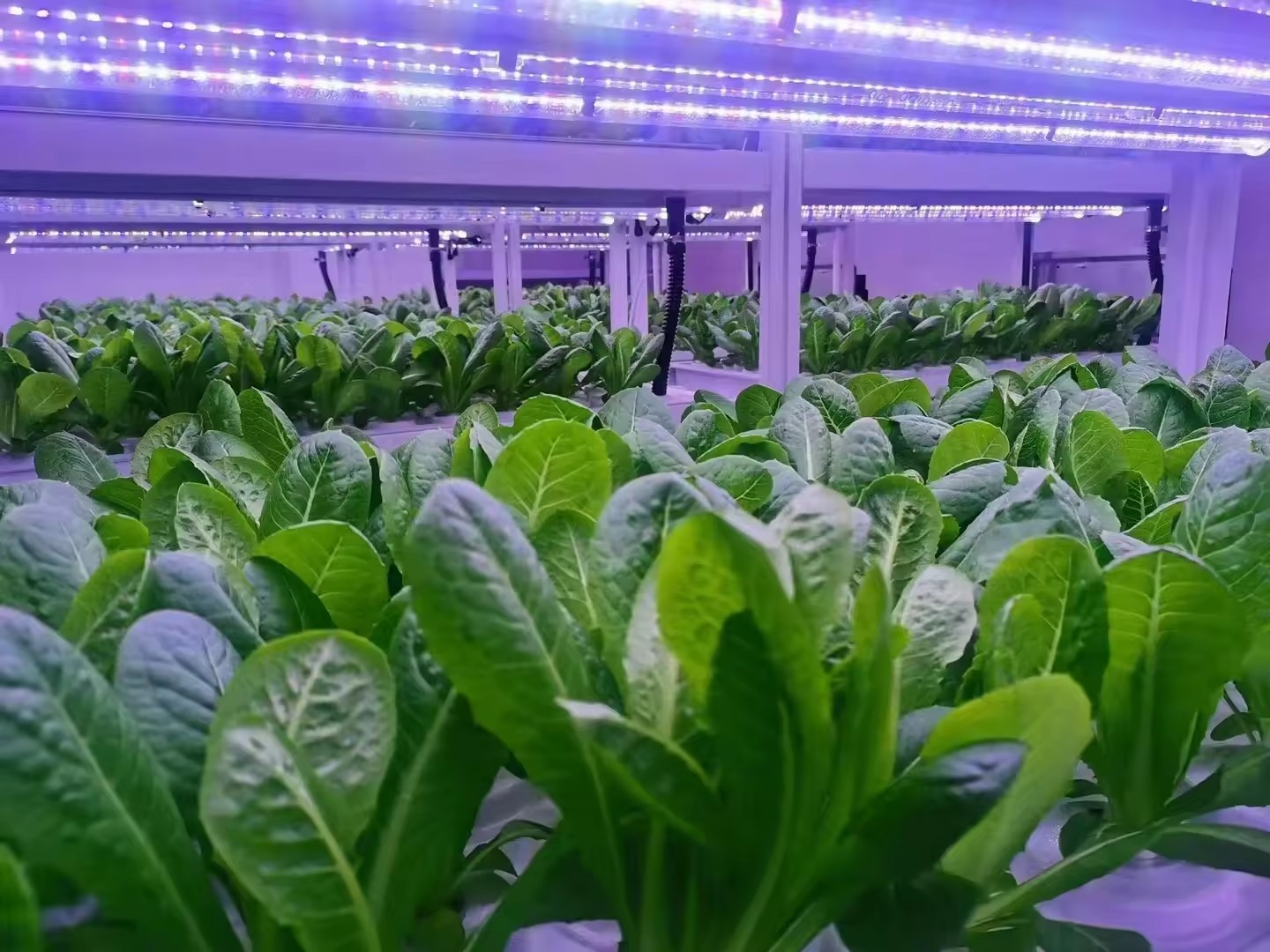 f Gewächshaus, landwirtschaftl – Hydroponic Farming Agriculture Bewertung und Preis
