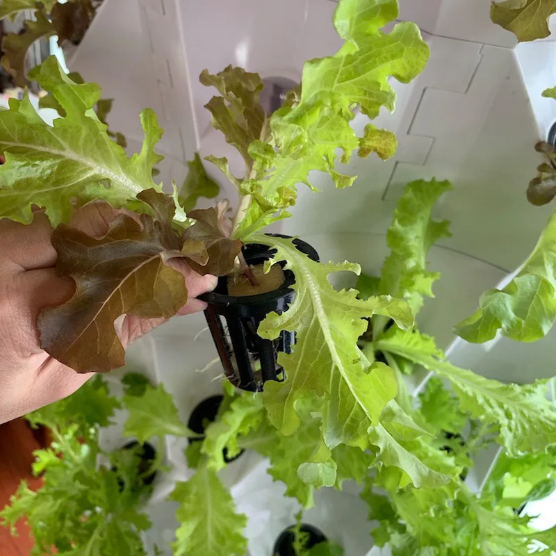 Landwirtschaftliche Gewächshäu – Hydroponic Farming Agriculture Bewertung und Preis
