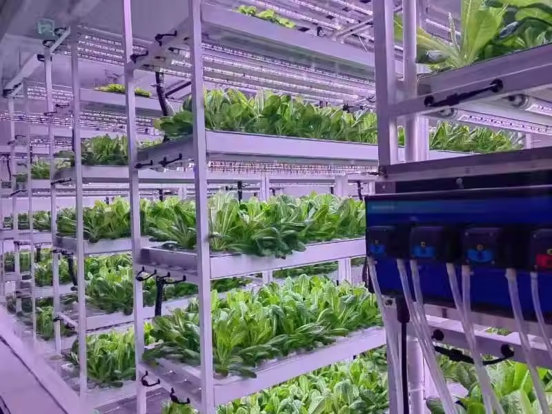 Vertikales Farm-Hydroponik-Tur – Hydroponic Farming Agriculture Bewertung und Preis