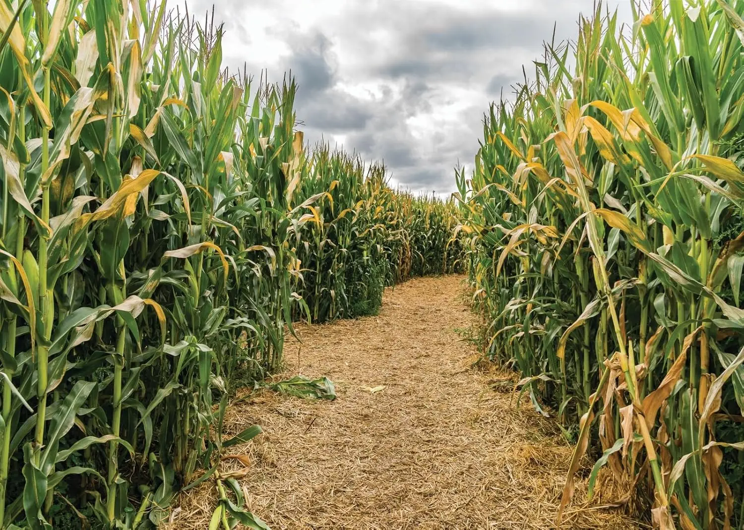 Maisfeld-Grüner Maisfeld-Labyr – Agriculture Farming Background Bewertung und Preis