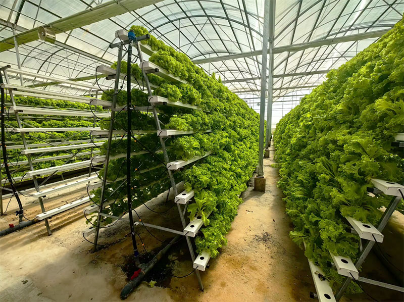 Landwirtschaftliche Gewächshäu – Hydroponic Farming Agriculture Bewertung und Preis