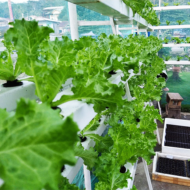 Landwirtschaftliche Gewächshäu – Hydroponic Farming Agriculture Bewertung und Preis